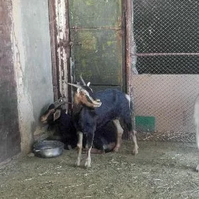 geci