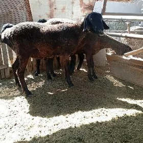 Koçkar goyun/ Кочкар гойун