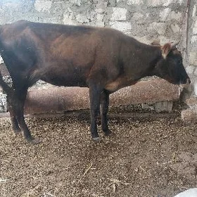 сыгыр