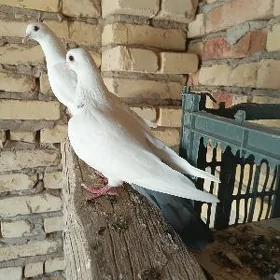 kepderi