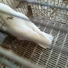 kepderi