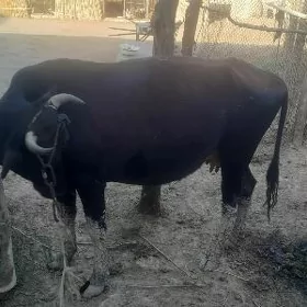 Goleli sygyr