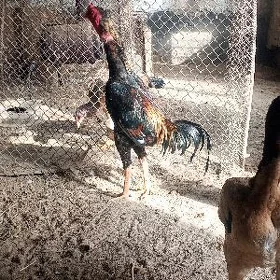 Baysow horaz