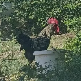 satlyk towuk gigant