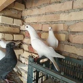 kepderi