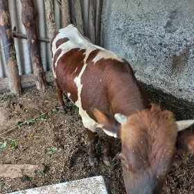 Öküz Ganişteÿin Paroda