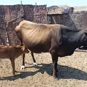 Sygyr