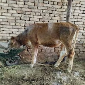Arassaja Gulajyn