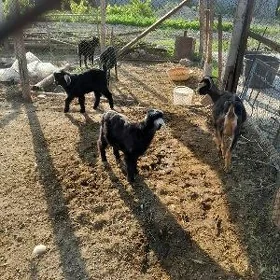 owlakly geçi