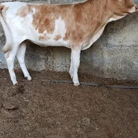 Tüwe