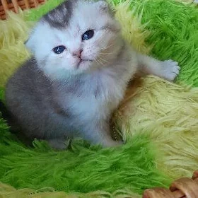 шотландский шиншилла