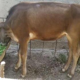 tüwe