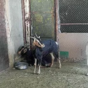 geci