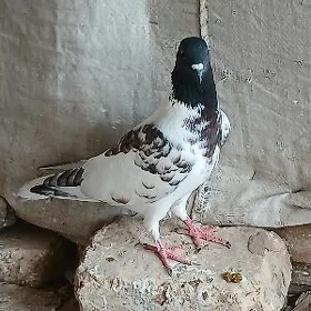 kepderi