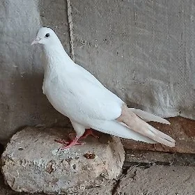 kepderi