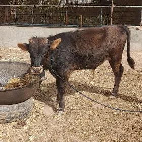 Tohum Öküz