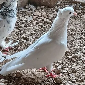 kepderi