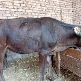 tùweler
