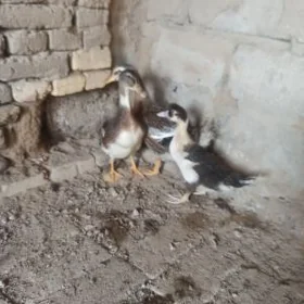 Üç sany ördek