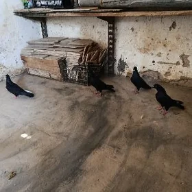 kepderi.