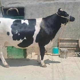 ÇOPAN GEREK