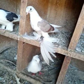 Kepderi