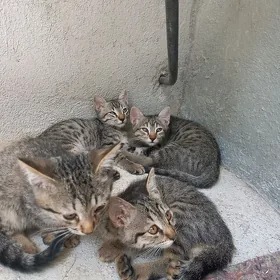 pişik mugt