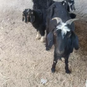 Ekiz owlaklayan geçi