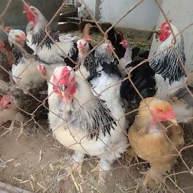 HOROZ we towuklar