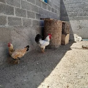 Horaz