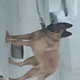 Linda