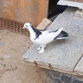 kepderi