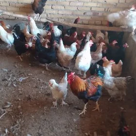 horaz jujeler