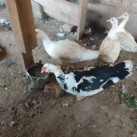 erkek ordek