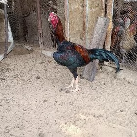 horaz