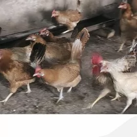 towuk yaşajik