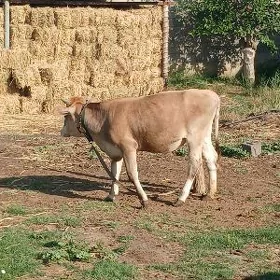 BAKYLAN TUWE