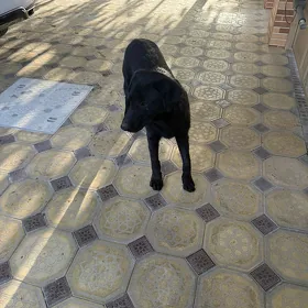 Labrador it