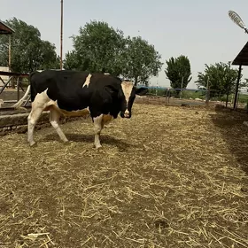 Tohumlyk okuz