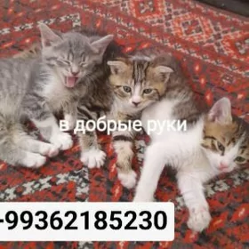 КОТЯТА В ДОБРЫЕ РУКИ