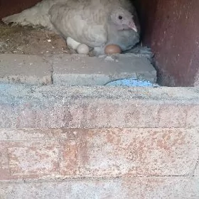 kuruk induk