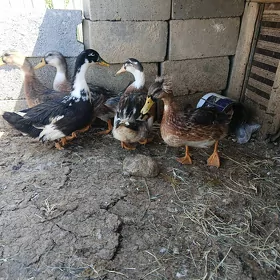 Ordek 3 aylyk