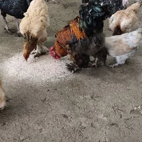 yumurtga brama