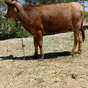 gaçar