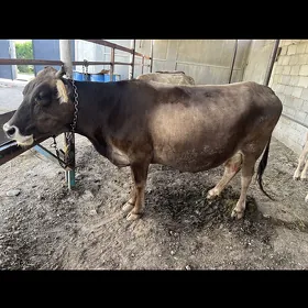 Göleli sygyr