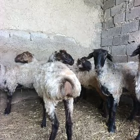 biçik işsek