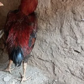 horaz