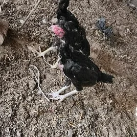 Baysow towuk