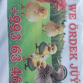 Paroda towuk we Ordek jujeleri