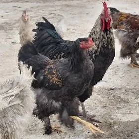 brama